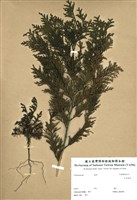 藏品(日本扁柏)的圖片